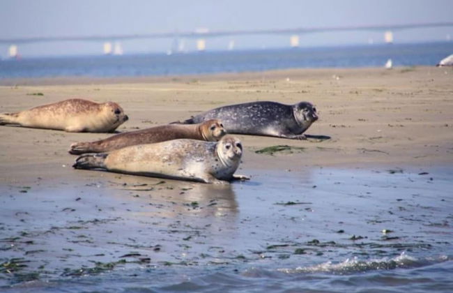 Villa Oesterdam Comfort 4 Persons - Photo 22