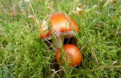 Haus Wald-Eck - Foto 15