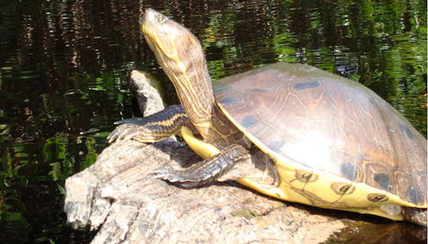 Tortue en pleine nature