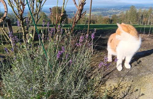 Berg-Panorama-Ferienwohnungen Gut-Lichtenau - Foto 36