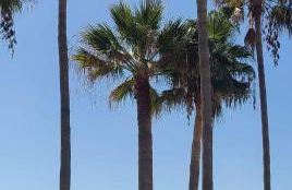 Marina Casares Beachside Apartment - Photo 15