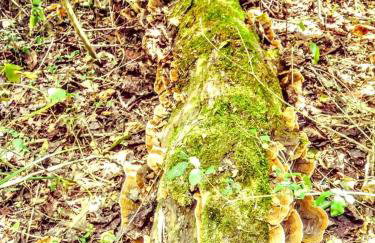 Secluded Sedona Tiny House in Woods Near Lake | Fire Pit, Hammocks, Full Kitchen & Breakfast - Foto 39