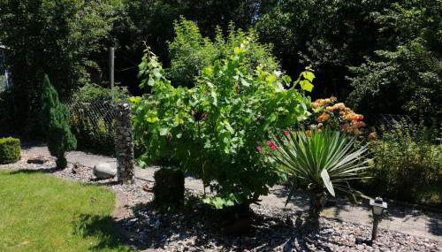 Glori' s Fewo groß - Foto 2