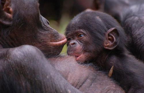Les Gîtes du Chaix - Foto 51