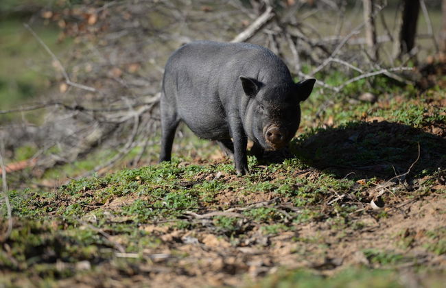 Quinta Pedagógica da Samoqueirinha Duna Parque Resorts & Hotels - Foto 37