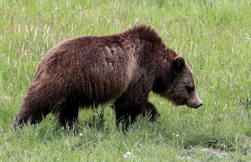 Family Cabin Rental on Beautiful Ranch near Yellowstone National Park, Wyoming - Foto 14