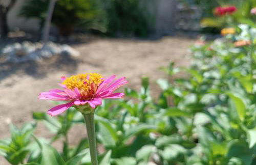 il giardino di Sofia Charm and Comfort Apartment - Foto 7