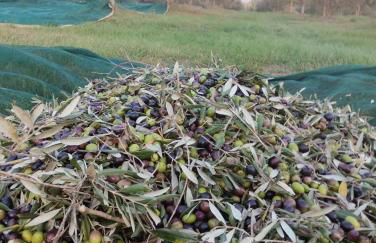 Marrucheto - Foto 41