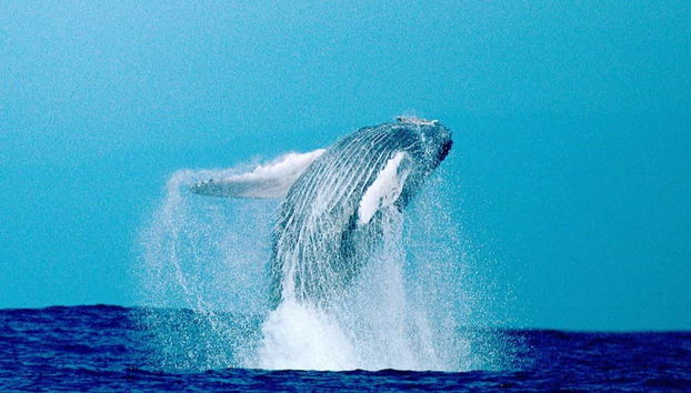 Humpback Whale Watching in Kailua-Kona - Foto 2