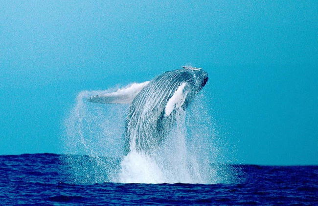 Humpback Whale Watching in Kailua-Kona - Foto 2