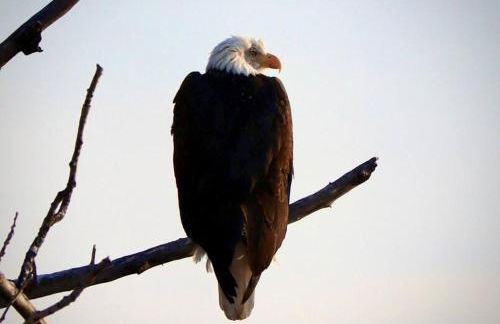 Luxury Living at The Eagles Perch Palmer AK - Foto 15