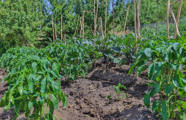 Agriturismo Al Lago Verde - Foto 24