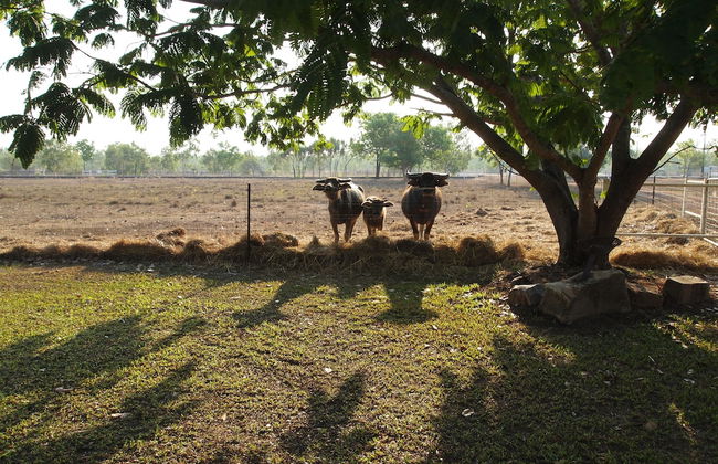 Berry Creek Bush Retreat - Foto 19