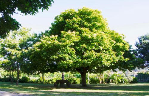 Casa da Reina - Foto 46