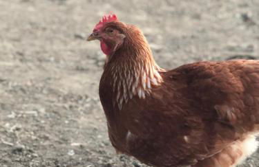 Delilah Ridge Winery Mid Mod Guesthouse - Foto 66