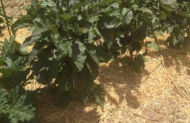 agriturismo cerquatonda - Foto 113