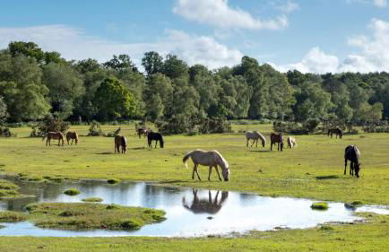 Open Mind Property - Escape to the New Forest Edge - Foto 40
