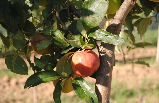 Cascina Bosco Gerolo - Photo 27
