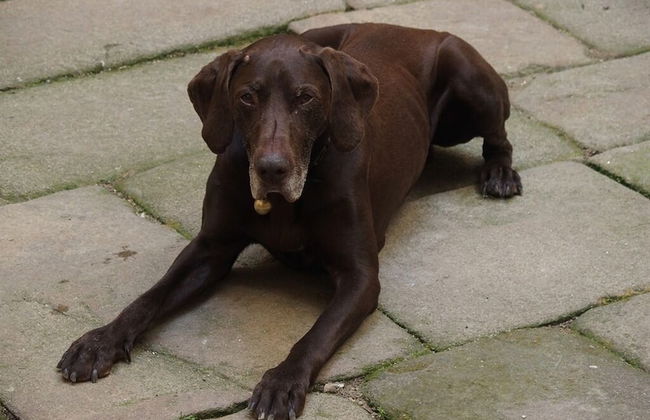 Château des Marcilly Talaru - Foto 35