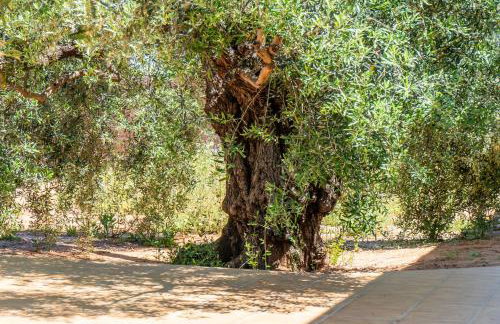 Casa Rural Olivera - Photo 38