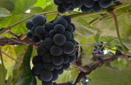 La Maison de André - Foto 26