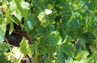 L'Antico Cipresso - Foto 71