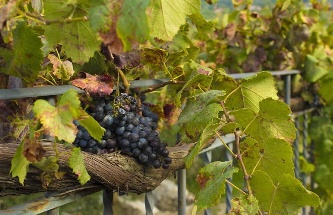 Le Fattora - Foto 18