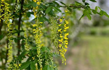 Domaine Plan des Devens - Foto 11