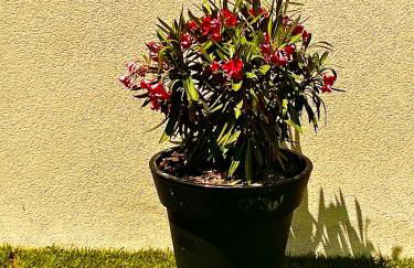 Le Cabanon Meublé de Tourisme trois étoiles - Foto 19