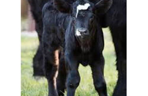 Brenda Lee History 2BR Villa Pool Hot Tub - Photo 52