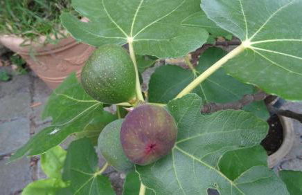 Pension & Gästehaus Paffrath - Foto 16