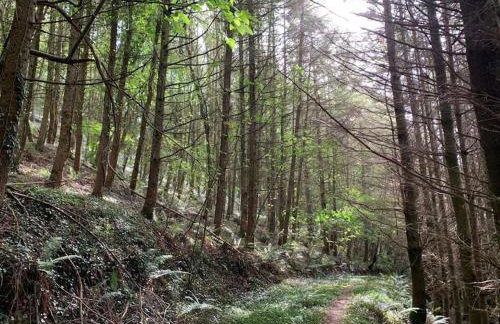 Detached Barn in Tamar Valley, EV charging included - Foto 29