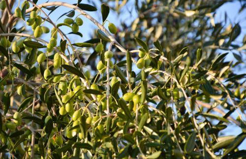 Torre Bruno - Foto 55