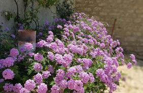 Il Merangolo - Foto 17