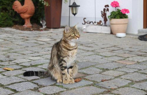 Ferienhof Aiginger - Foto 11