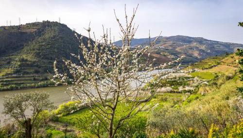 Fraga Douro House, Douro Valley - Foto 4, Garden