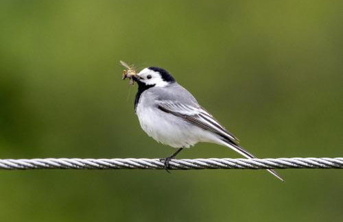 TATANKA Dom w Puszczy & SPA na Polanie - Foto 43