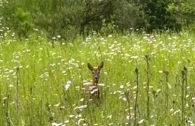 Gäste-Apartment Verweilzeit - Foto 20