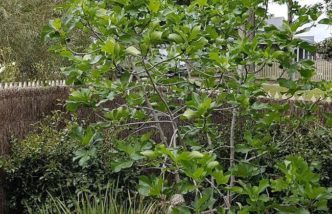 Healesville House - Fig Tree House - Photo 18