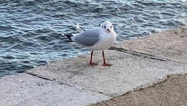 La Magnifique Villa à 500m de la plage - Foto 4