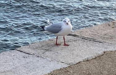 La Magnifique Villa à 500m de la plage - Foto 4
