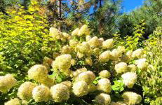 Domek w Karkonoszach - Foto 52