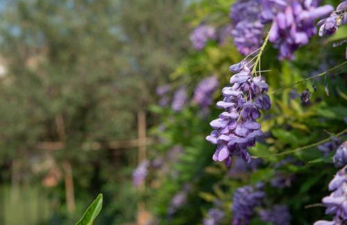 Villetta Corbezzolo - Foto 10