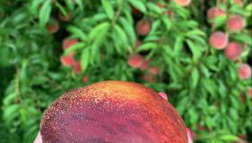 Spacious 4BR Retreat-Lush Garden - Foto 5