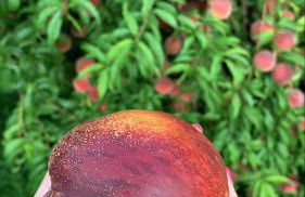 Spacious 4BR Retreat-Lush Garden - Foto 5