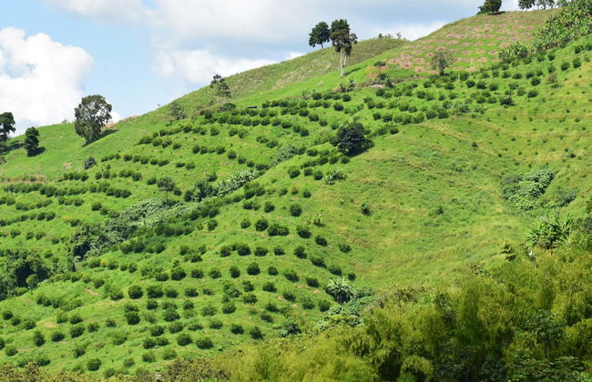 Coffee Triangle Private Paragliding - Photo 1