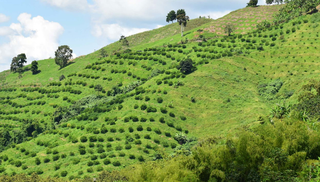 Coffee Triangle Private Paragliding