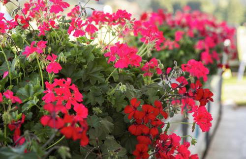 Tolles Bauernhaus im Allgaeu mit Alpenblick - Photo 74