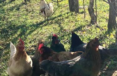 Agriturismo Campo Rosso - Foto 111