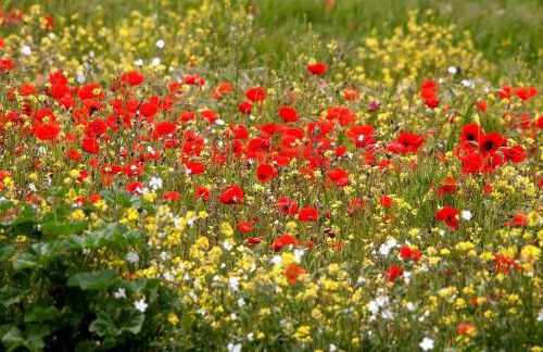 Shepherds Huts Tansy & Ethel in rural Sussex - Foto 39